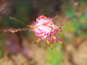 200811lembeh0897_1.jpg