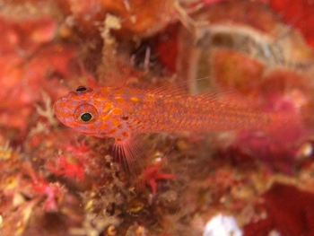 200811lembeh0901-1.jpg