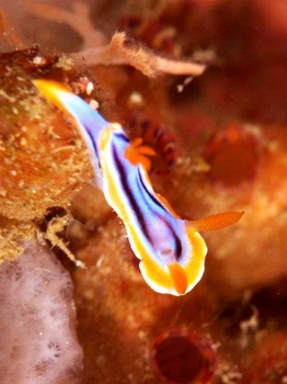 200811lembeh0903_1-1.jpg