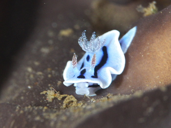 200811lembeh0904_1.jpg