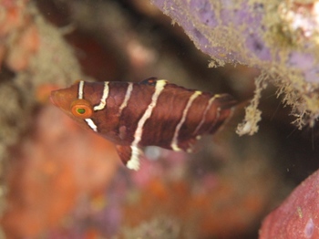 200811lembeh0908-1.jpg