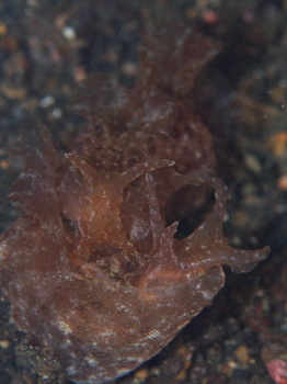 200811lembeh1029_1.jpg