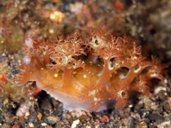 200811lembeh1053_1.jpg