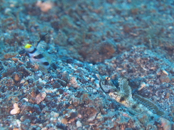 200811lembeh1073.jpg