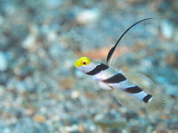 200811lembeh1087.jpg