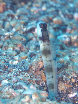 200811lembeh1100.jpg