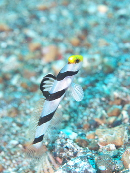 200811lembeh1176.jpg