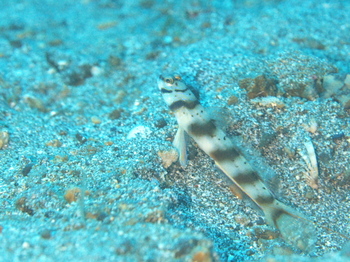 200811lembeh1180.jpg