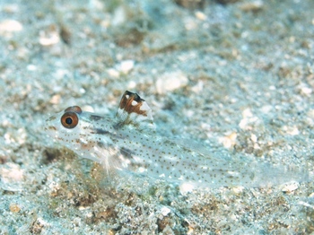 200811lembeh1226.jpg