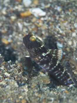 200811lembeh1286.jpg