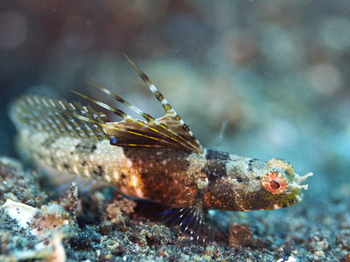 200811lembeh1490.jpg