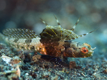 200811lembeh1493.jpg