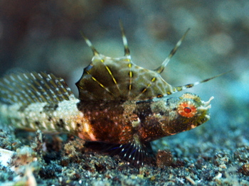 200811lembeh1497.jpg