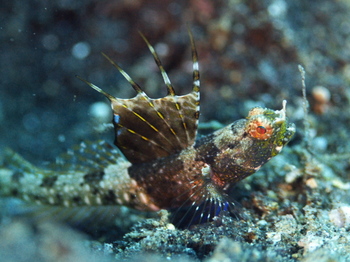 200811lembeh1504.jpg