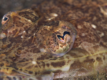 200811lembeh1661.jpg