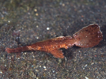 200811lembeh1674.jpg