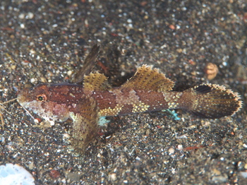 200811lembeh1683.jpg