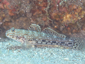 200811lembeh2040.jpg