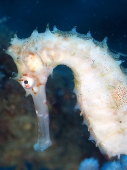 200811lembeh2076.jpg