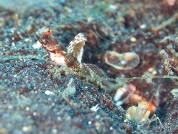 200811lembeh2235.jpg