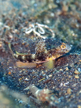 200811lembeh2257.jpg