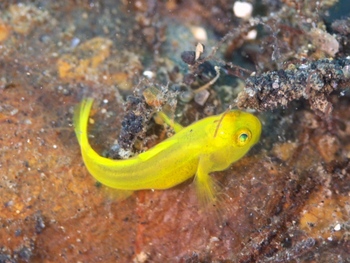 200811lembeh2261.jpg