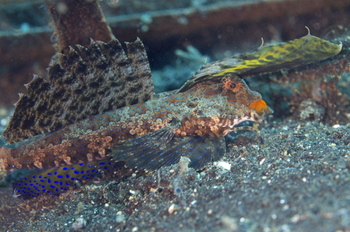 200811lembeh2270.jpg