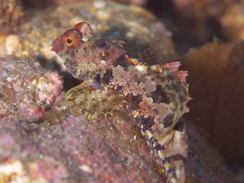 200811lembeh2304.jpg