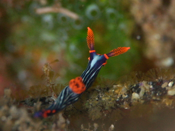 200811lembeh2318_1.jpg