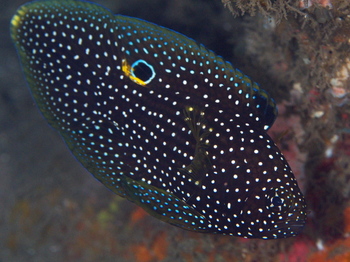 200811lembeh2364.jpg