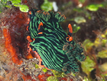 200811lembeh2381_1.jpg