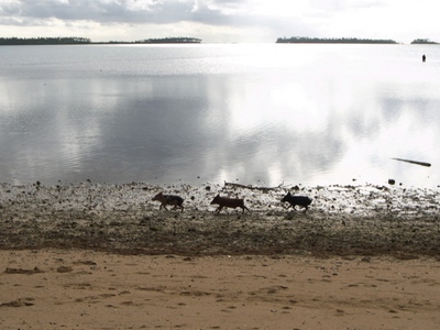 200909tonga593.jpg