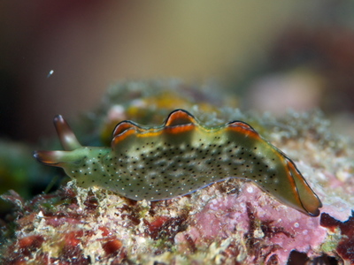 201001okinawa293.jpg