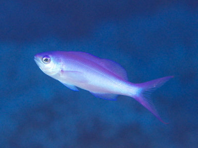 2010ogasawara070_1.jpg