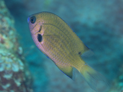 2010ogasawara071_1.jpg