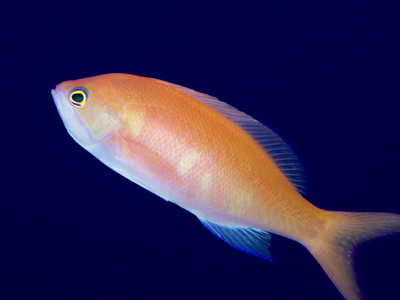 2010ogasawara133_1.jpg