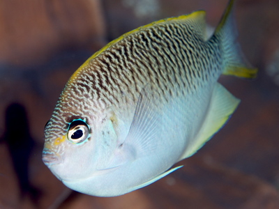 2010ogasawara142_1.jpg