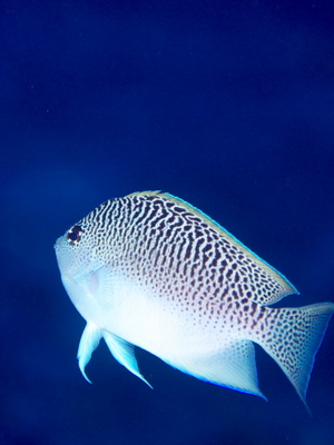 2010ogasawara154_2.jpg