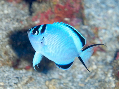 2010ogasawara168_1.jpg