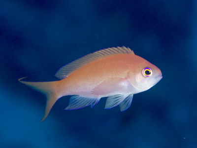 2010ogasawara173_1.jpg