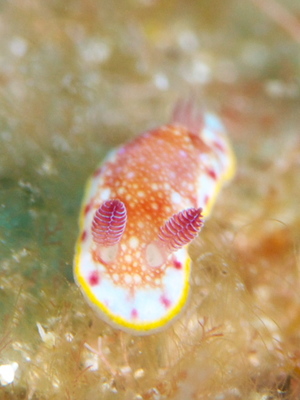 2010ogasawara187_1.jpg