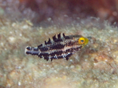 2010ogasawara256_1.jpg