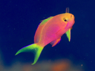 2010ogasawara359_1.jpg