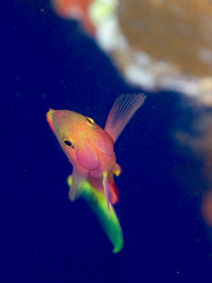 2010ogasawara360_1.jpg