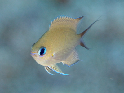 2010ogasawara425_1.jpg
