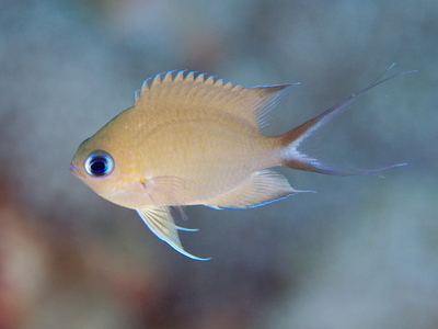 2010ogasawara426_1.jpg