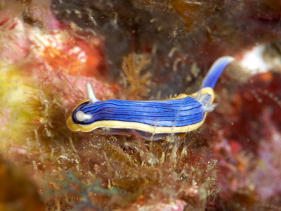 DSC_0251.jpg