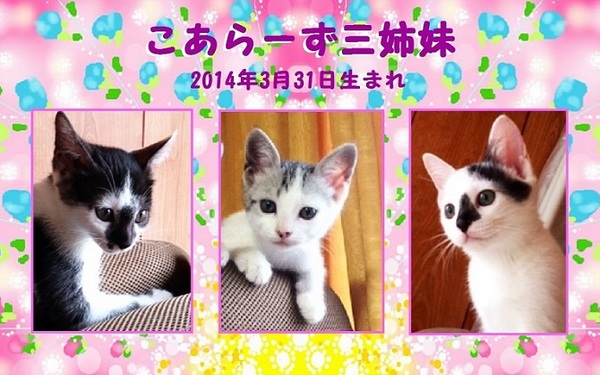 コアラーズ2014年3月31日生まれ（保護猫）.jpg