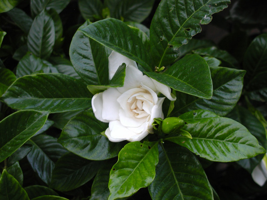 Gardenia4.jpg