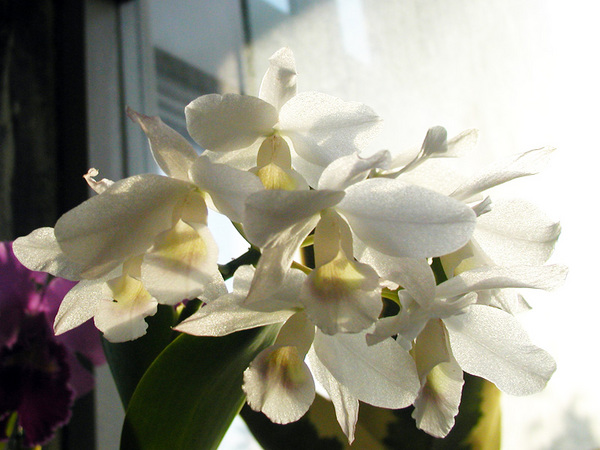 orchid04.jpg